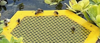 【24-cv-10987】Bee Island漂浮蜜蜂島TRO版權(quán)維權(quán)，小眾熱銷產(chǎn)品也有侵權(quán)風(fēng)險(xiǎn)！已批準(zhǔn)TRO凍結(jié)令！
